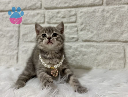 British Shorthair Tabby Dişi 2 Aylık