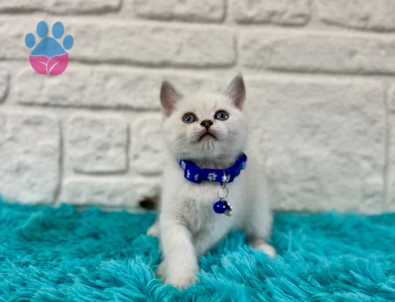 Britsh Shorthair Golden Point Erkek Yavrumuz