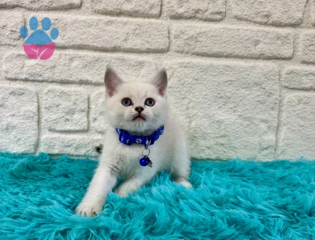 Britsh Shorthair Golden Point Erkek Yavrumuz