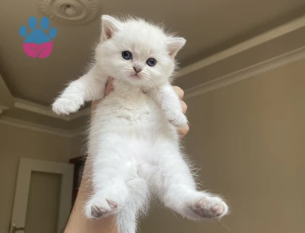 AYICIK YÜZLÜ PELUŞ TÜYLÜ