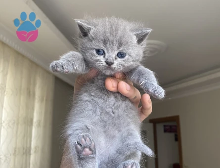 AYICIK YÜZLÜ PELUŞ TÜYLÜ