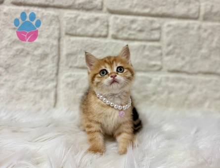 British Shorthair Golden Ny25 Dişi 2 Aylık