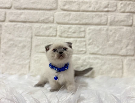 Scottish Fold Bluepoint Erkek 2 Aylık Tombiş yavrumuz