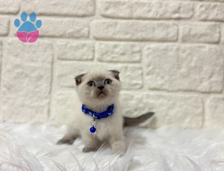 Scottish Fold Bluepoint Erkek 2 Aylık Tombiş yavrumuz