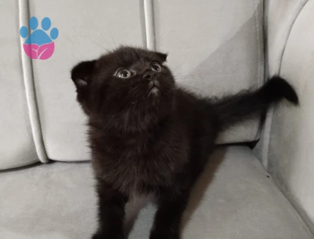 Hala yavru duruyor bana ulaşabilirsiniz