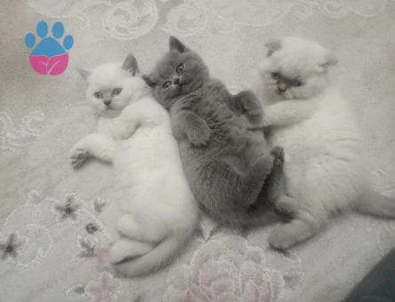 British Shorthair 2 Aylık Yavru Yuva Arıyor