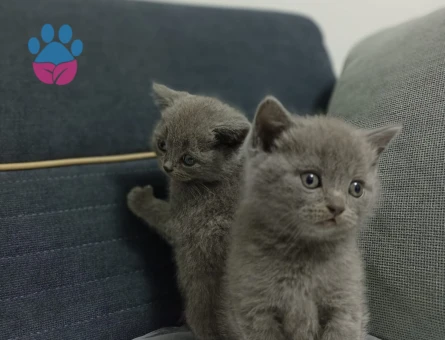 British Shorthair 2 Aylık Yavru Yuva Arıyor
