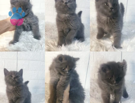 British Shorthair 2 Aylık Yavru Yuva Arıyor