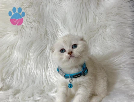Scottish Fold 2 Aylık Kar Beyazı Yavrumuz