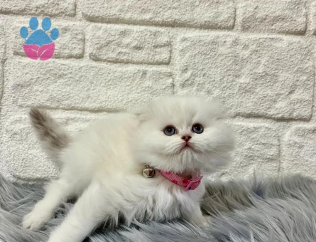 Scottish Fold Longhair 2 Aylık Dişi