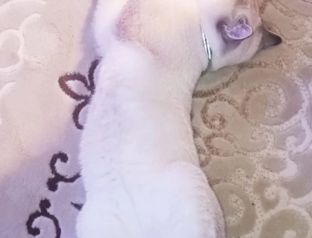 British Shorthair 7 Aylık Erkek Yuva Arıyor