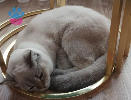 British Shorthair 7 Aylık Erkek Yuva Arıyor