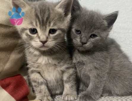 British Shorthair 1 Yaşında