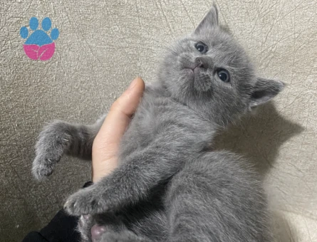 British Shorthair 1 Yaşında