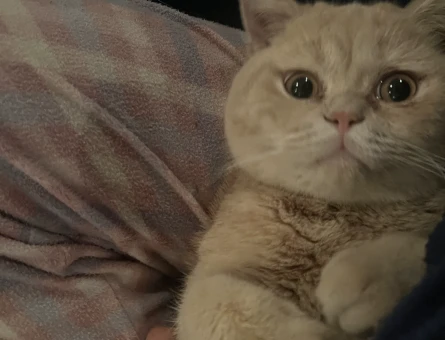 British Shorthair 1 Yaşında Erkek