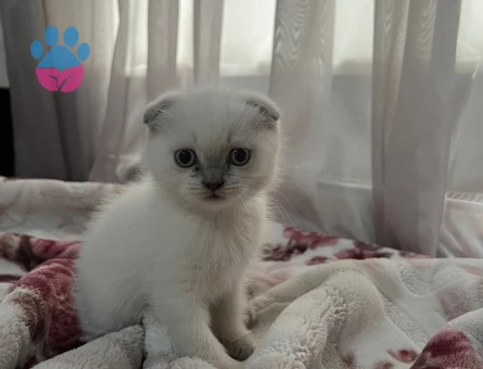 Ev ortamı doğumlu bebekler