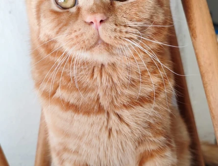 Golden British 1 Yaşında