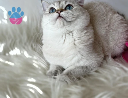 British Shorthair  5 Aylık Dişi