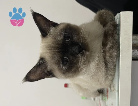 British Shorthair 1 Yaşında Dişi