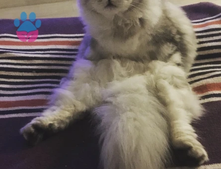 British Longhair 2 Yaşında Dişi
