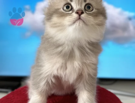 British Longhair 2 Aylık Erkek