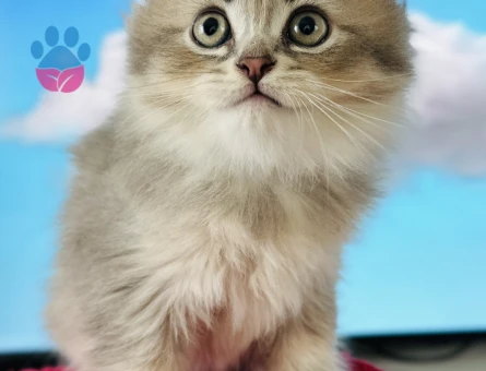 British Longhair 2 Aylık Erkek