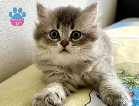 British Longhair 2 Aylık Erkek