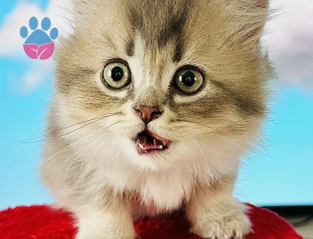 British Longhair 2 Aylık Erkek