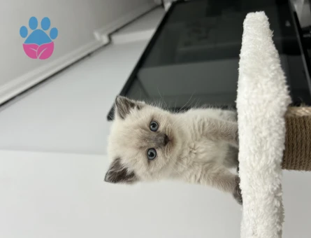 Muhteşem güzellikte britishshorthair blue point yavrusu