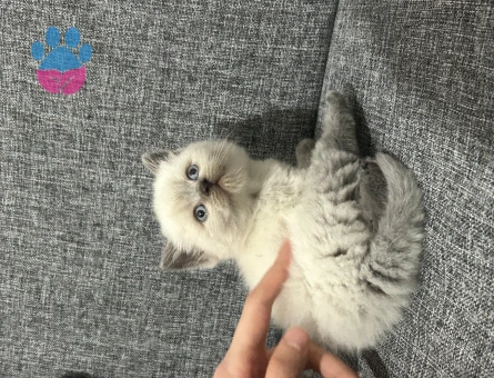 Muhteşem güzellikte britishshorthair blue point yavrusu