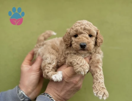 0 Numara Orjinal Dişi Maltipoo Yavrularımız