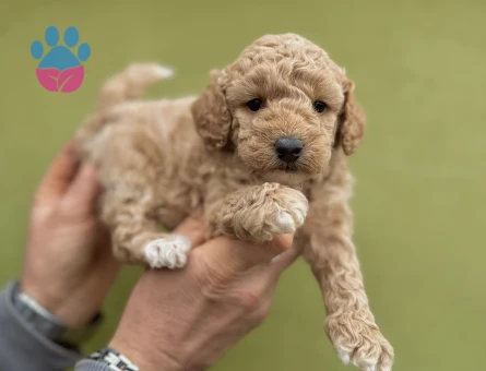 Maltipoo 0 Numara Yavrularımız 2 Aylık