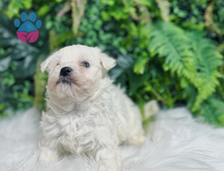 0 Numara Maltese Terrier Dişi ve Erkek Yavrularımız
