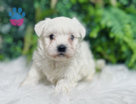 Maltese Terrier 0 Numara Aşıları Tam Yavrularımız