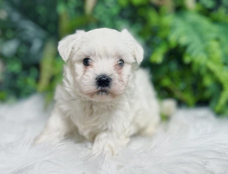 Maltese Terrier 0 Numara Aşıları Tam Yavrularımız