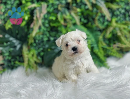 Maltese Terrier 0 Numara Aşıları Tam Yavrularımız