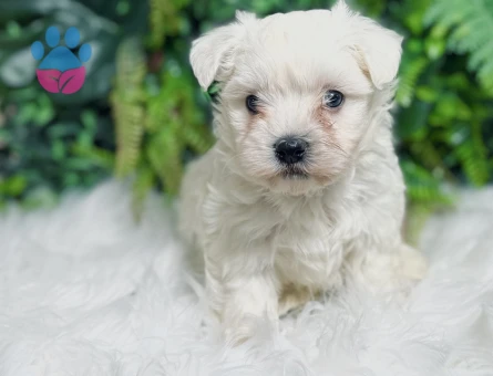 0 numara maltese terrier diş, ve erkek yavrularımız
