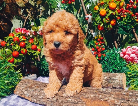 Orijinal Toy Poodle Yavrularımız 2 Aylık