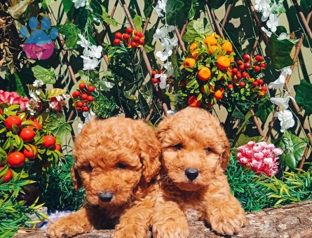 Orijinal Toy Poodle Yavrularımız 2 Aylık