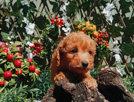 Toy poodle 2 Aylık Yavrularımız