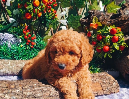 2 Aylık Toy Poodle Yavrularımız