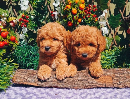 Toy Poodle 2 Aylık Orijinal Dişi ve Erkek Yavrular