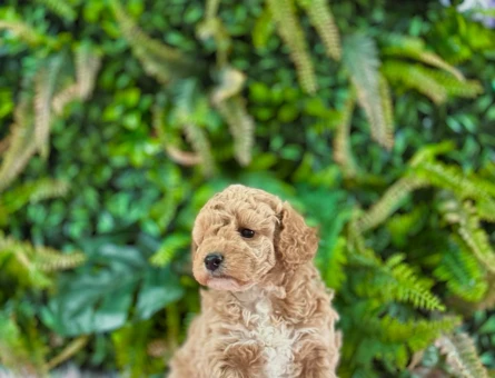 0 numara orjinal dişi maltipoo yavrularımız