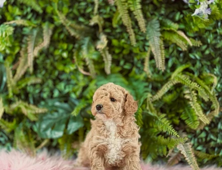 2 Aylık Maltipoo 0 Numara Dişi