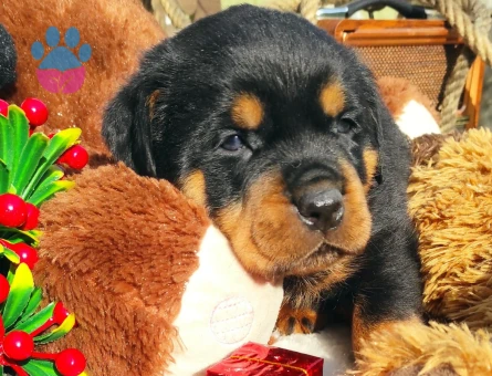 ORJİNASL SAF KAN ROTWEİLLER