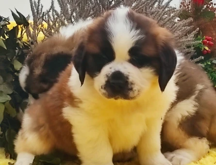 ORJINAL SAFKAN SAİNT BERNARD