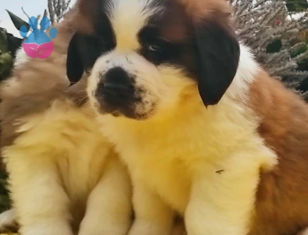 ORJINAL SAFKAN SAİNT BERNARD