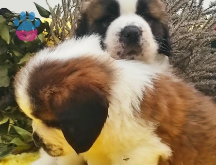 ORJINAL SAFKAN SAİNT BERNARD