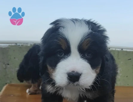 Orijinal Bernese Mountainr 2 Aylık Yavrular