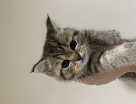 British Shorthair 2 Aylık Kedi Yuva Arıyor